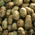 New Crop Bangladeshi Fresh Potatoes /Bangladeshi Potatoes/Potatoes Supplier